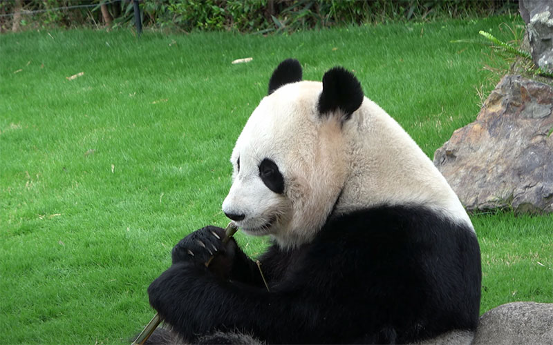 日本最多６頭のパンダや動物たち